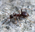 Schwarzgraue Wegameise Lasius niger kl.