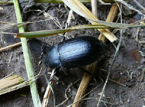 Schwarzkäfer Blaps Juni 2008 Wildblumen & Landstrasse Huett 035 Schwarzkäfer Blaps Juni 2008 Wildblumen & Landstrasse Huett 035