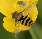 Schwebfliege Syrphus torvus 2 kl. Schwebfliege Syrphus torvus 2 kl.