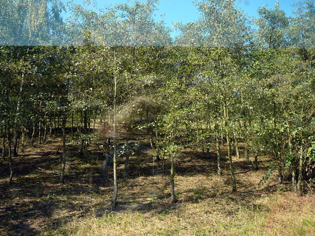 Sep 2012 ZAKB Tag der offenen Tr, Greifvgel Lorsch 038