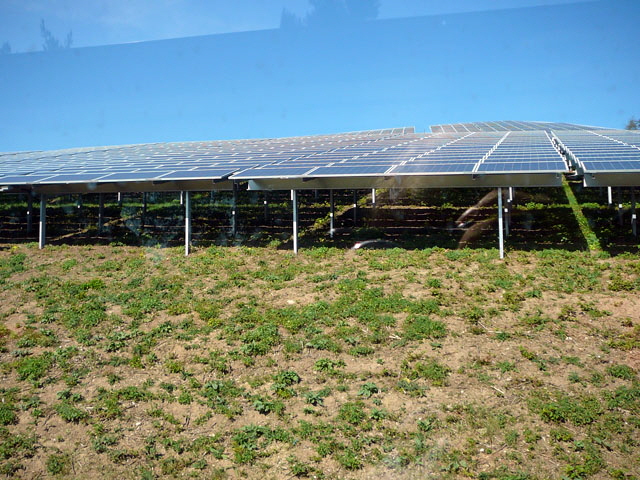 Sep 2012 ZAKB Tag der offenen Tr, Greifvgel Lorsch 040