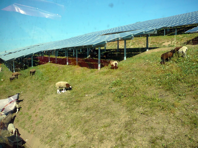 Sep 2012 ZAKB Tag der offenen Tr, Greifvgel Lorsch 041