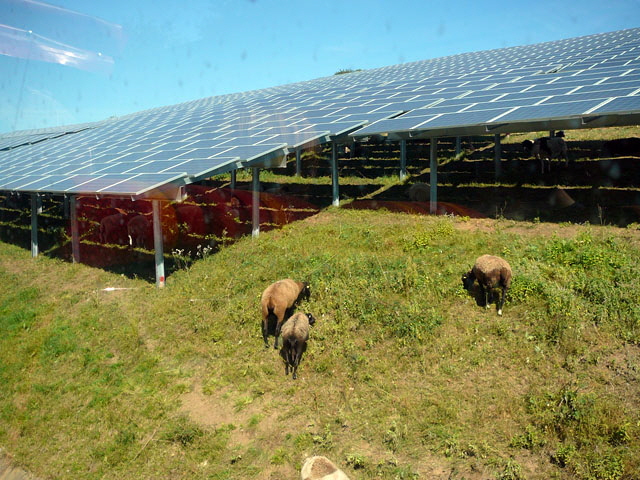 Sep 2012 ZAKB Tag der offenen Tr, Greifvgel Lorsch 042