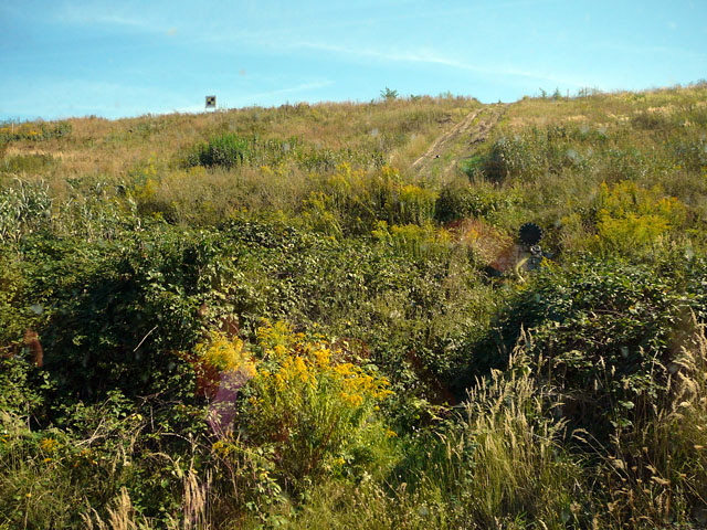 Sep 2012 ZAKB Tag der offenen Tr, Greifvgel Lorsch 048