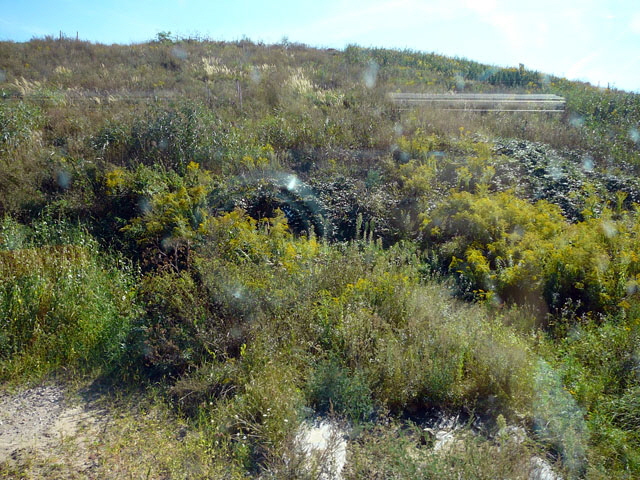 Sep 2012 ZAKB Tag der offenen Tr, Greifvgel Lorsch 049