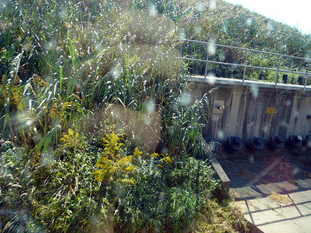 Sep 2012 ZAKB Tag der offenen Tr, Greifvgel Lorsch 050