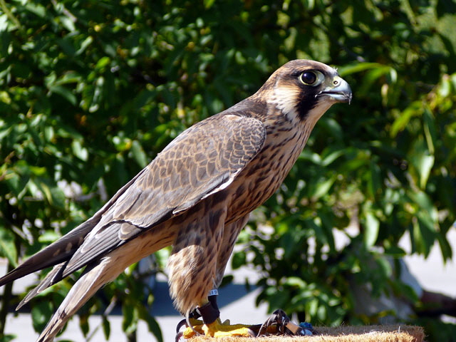 Sep 2012 ZAKB Tag der offenen Tr, Greifvgel Lorsch 131