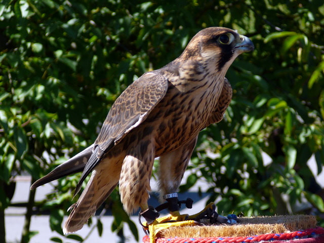 Sep 2012 ZAKB Tag der offenen Tr, Greifvgel Lorsch 132