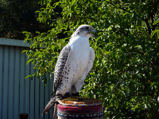 Sep 2012 ZAKB Tag der offenen Tr, Greifvgel Lorsch 133