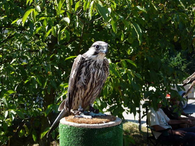 Sep 2012 ZAKB Tag der offenen Tr, Greifvgel Lorsch 134