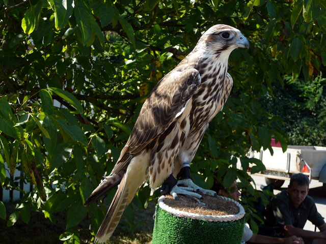 Sep 2012 ZAKB Tag der offenen Tr, Greifvgel Lorsch 135