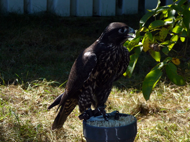 Sep 2012 ZAKB Tag der offenen Tr, Greifvgel Lorsch 136