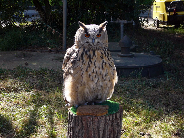 Sep 2012 ZAKB Tag der offenen Tr, Greifvgel Lorsch 137