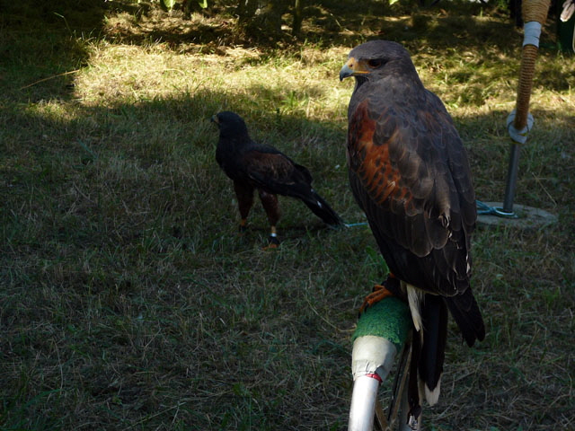 Sep 2012 ZAKB Tag der offenen Tr, Greifvgel Lorsch 138