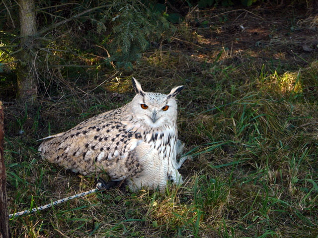 Sep 2012 ZAKB Tag der offenen Tr, Greifvgel Lorsch 139