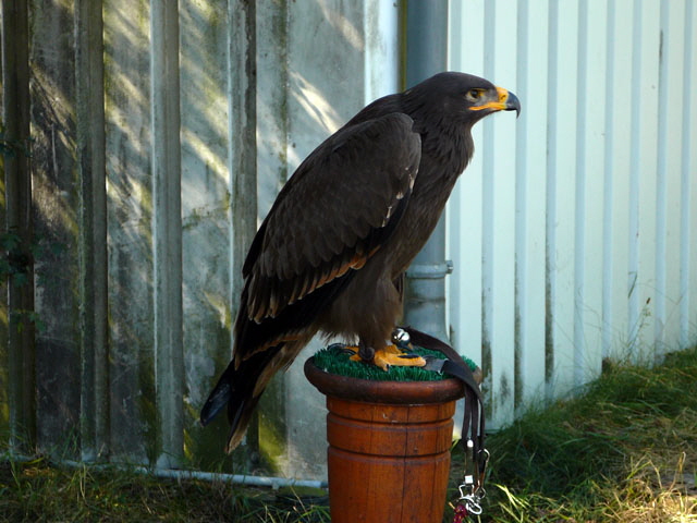 Sep 2012 ZAKB Tag der offenen Tr, Greifvgel Lorsch 140