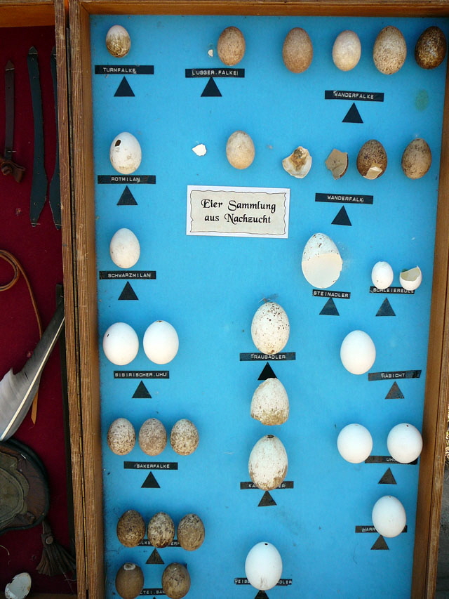 Sep 2012 ZAKB Tag der offenen Tr, Greifvgel Lorsch 141