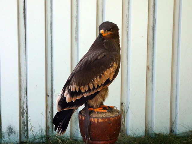 Sep 2012 ZAKB Tag der offenen Tr, Greifvgel Lorsch 142