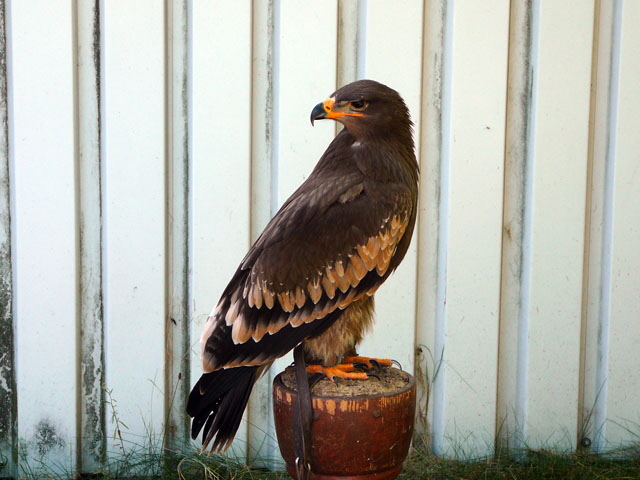 Sep 2012 ZAKB Tag der offenen Tr, Greifvgel Lorsch 143