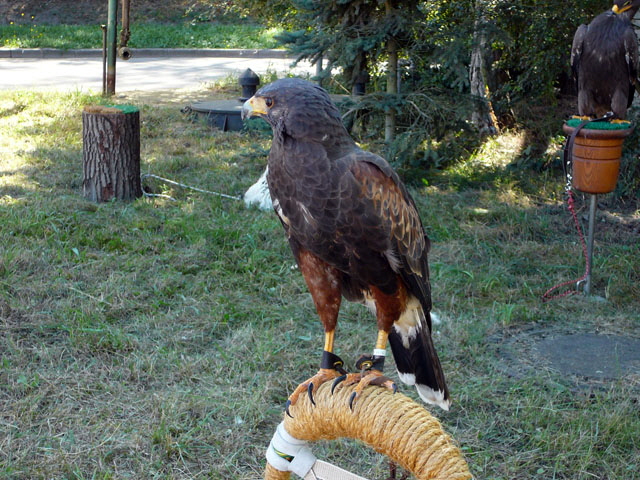 Sep 2012 ZAKB Tag der offenen Tr, Greifvgel Lorsch 144