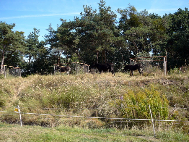 Sep 2012 ZAKB Tag der offenen Tr, Greifvgel Lorsch 147
