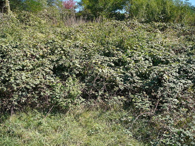 Sep 2012 ZAKB Tag der offenen Tr, Greifvgel Lorsch 148