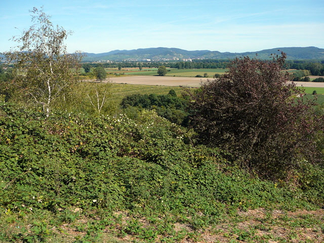 Sep 2012 ZAKB Tag der offenen Tr, Greifvgel Lorsch 171