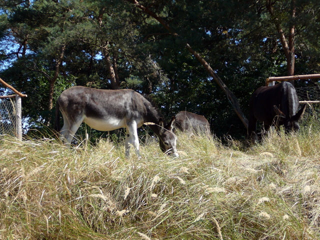 Sep 2012 ZAKB Tag der offenen Tr, Greifvgel Lorsch 175