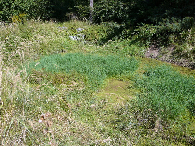 Sep 2012 ZAKB Tag der offenen Tr, Greifvgel Lorsch 176