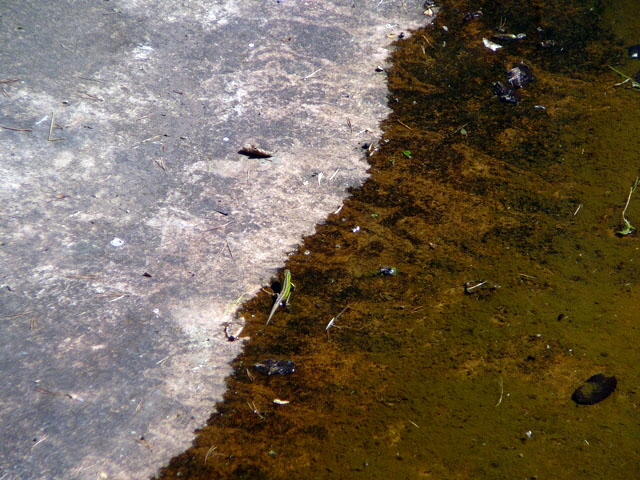 Sep 2012 ZAKB Tag der offenen Tr, Greifvgel Lorsch 179