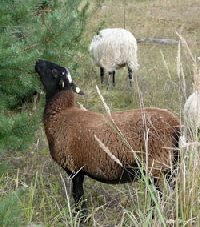 Sept_2010_Viernheimer_Glockenbuckel_Blumen_095_250