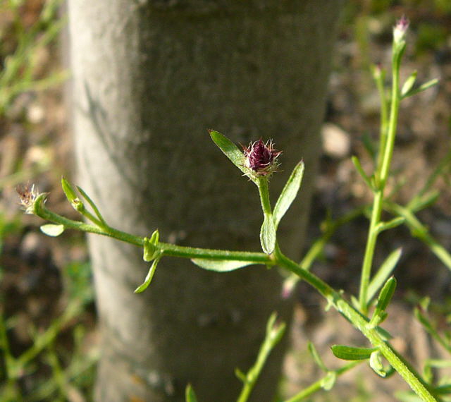 Sparrige Flockenblume Centaurea diffusa Juni 2011 Huettenfeld Insekten + Mannheim Firmenparkplatz 062