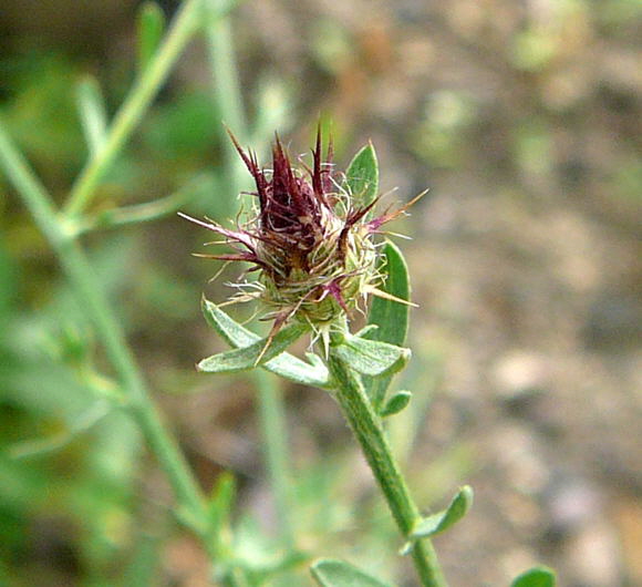 Sparrige Flockenblume Centaurea diffusa Juni 2011 Huettenfeld Insekten + Mannheim Firmenparkplatz 071