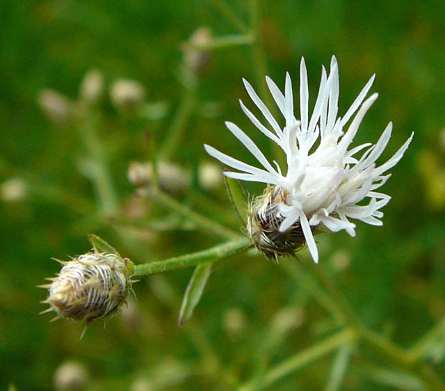Sparrige Flockenblume Centaurea diffusa Juni 2011 Mannheim 045