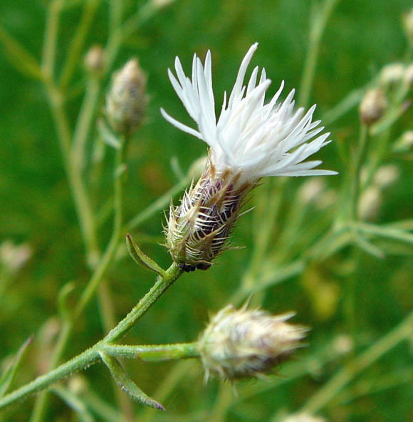 Sparrige Flockenblume Centaurea diffusa Juni 2011 Schweiz Zuerich Oerlikon u. Huett 046