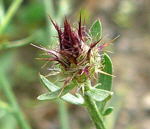 Sparrige Flockenblume Centaurea diffusa Knospe kl.