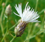 Sparrige Flockenblume Centaurea diffusa weiss kl.
