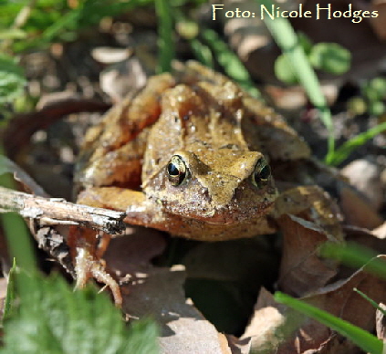 Springfrosch (Rana dalmatina) April09-LorscherSee-1