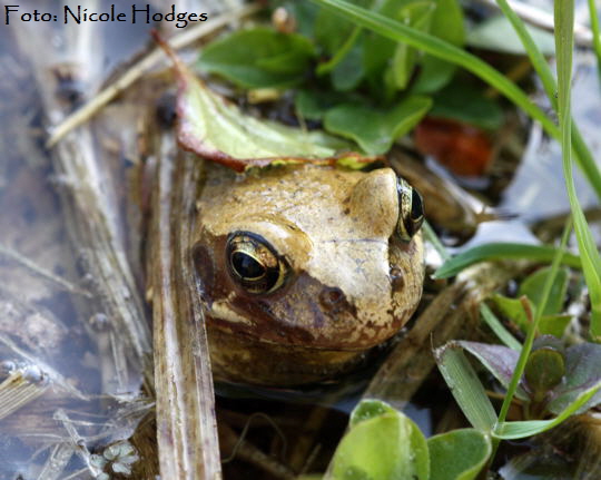 Springfrosch (Rana dalmatina) April09-LorscherSee-5