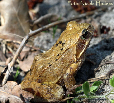 Springfrosch, Rana dalmatina