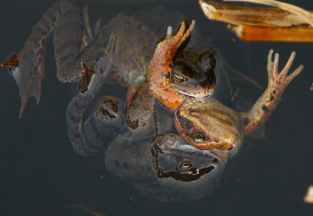 Springfrosch Mrz 2011 Amph.biotop, Holz Beckerschneise, Krten 039