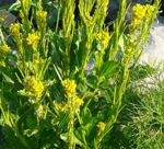 Steifes Barbarakraut (Barbarea stricta) kl.