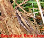 Steppengrashpfer Chorthippus vagans kl.