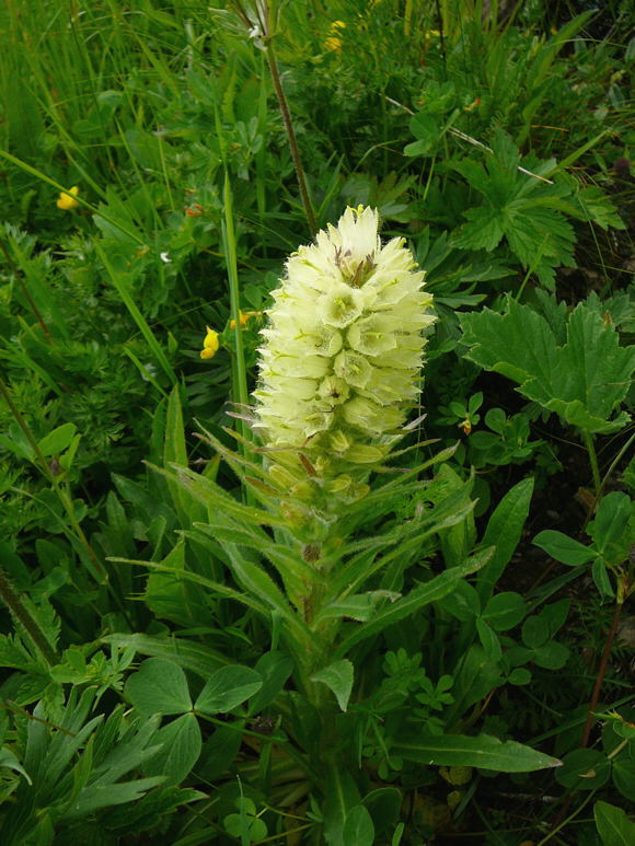 Strau-Glockenblume (Campanula thyrsoidea) Urlaub 2011 9.7.2011 Allgu Alpen Fellhorn Oberstdorf-Faistenoy 103