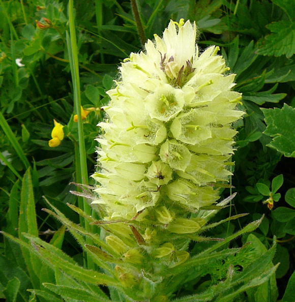 Strau-Glockenblume (Campanula thyrsoidea) Urlaub 2011 9.7.2011 Allgu Alpen Fellhorn Oberstdorf-Faistenoy 103a