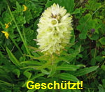 Strau-Glockenblume 1 kl.