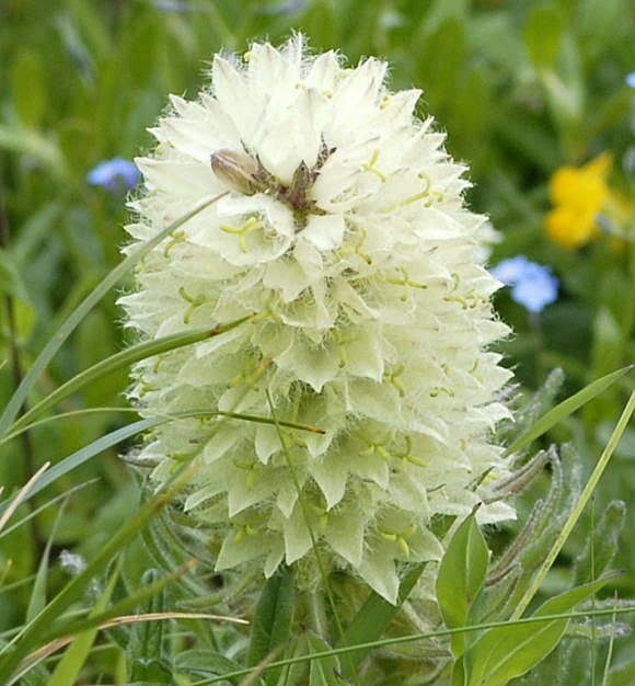 Strau-Glockenblume Urlaub 2011 9.7.2011 Allgu Alpen Fellhorn NIKON 094