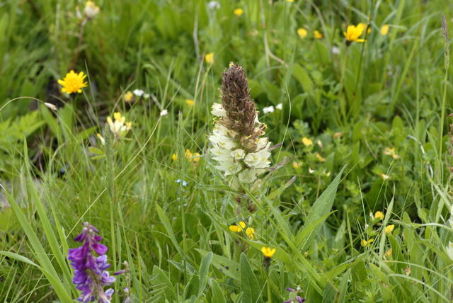 Strau-Glockenblume Urlaub 2011 9.7.2011 Allgu Alpen Fellhorn NIKON 096