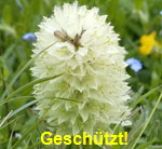 Strau-Glockenblume kl.