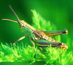 Sumpf-Grashpfer Chorthippus montanus Larve kl.